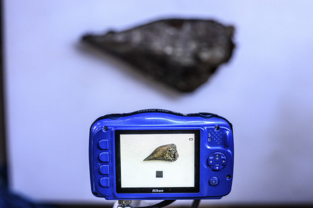 A blue camera in the foreground, photographing a shellfish in the background