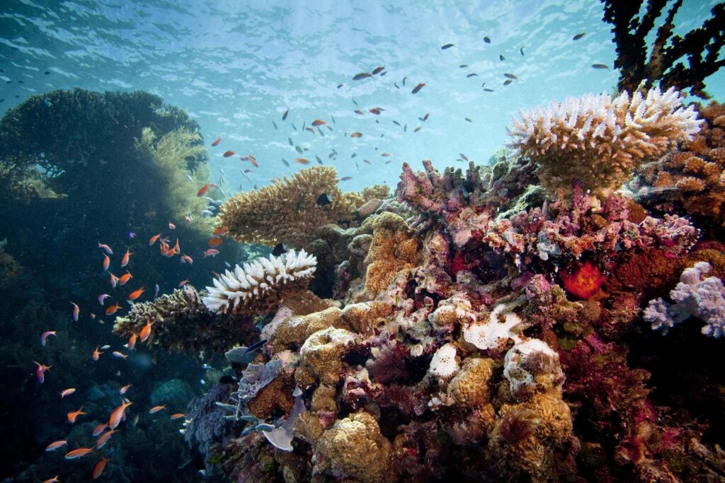 Palau reef underwater