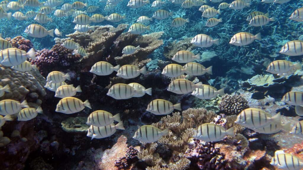 Manini
